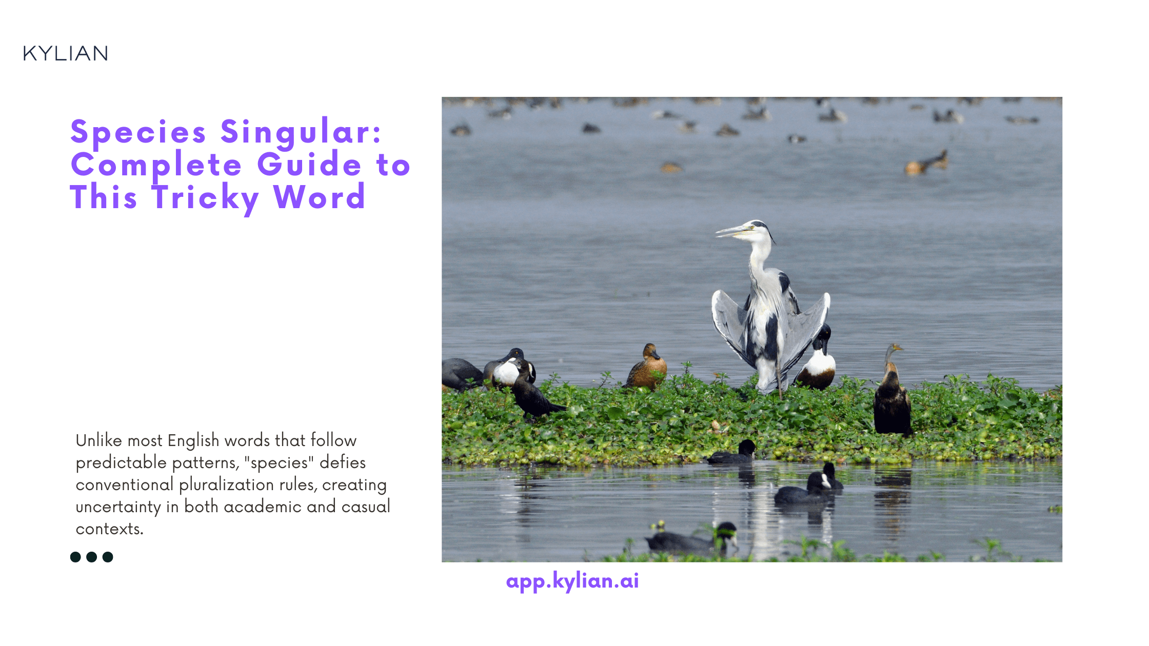 Species Singular: Complete Guide to This Tricky Word