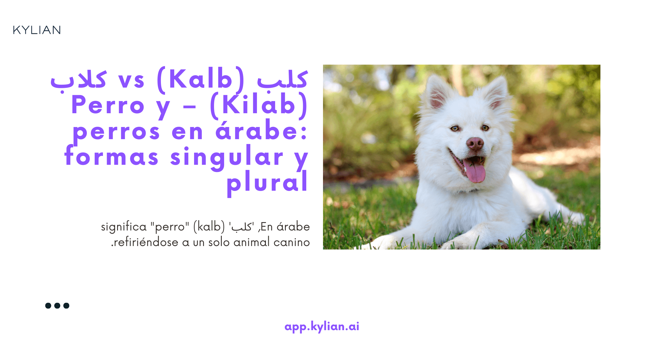 كلب (Kalb) vs كلاب (Kilab) – Perro y perros en árabe: formas singular y plural